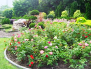 玫瑰園-園內種植了不同顏色的玫瑰。1