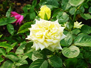 玫瑰园-园内种植了不同颜色的玫瑰。2