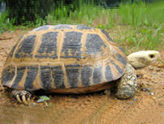 Burmese Tortoise