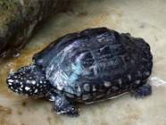 Black Pond Turtle