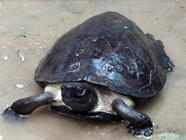 Asiatic Leaf Turtle