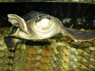 Pig-nosed Turtle
