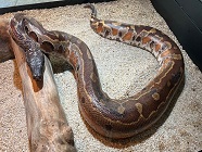 Blood pythons