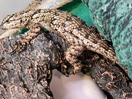 Green spiny lizard 