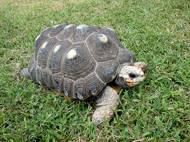 Red-foot Tortoise