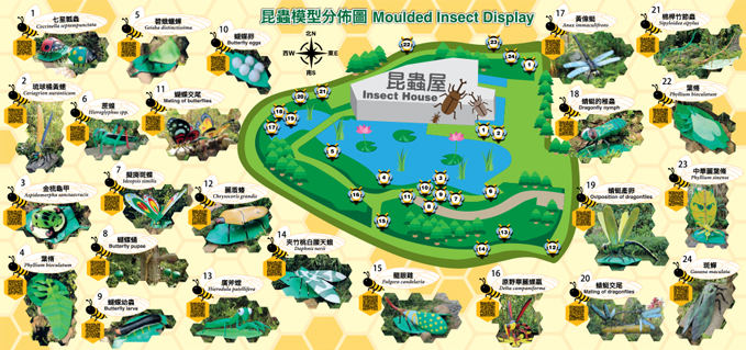 Moulded Insect Display