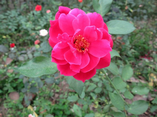 Blossom Rose
