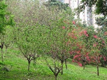 Prunus Garden
