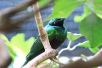 翠輝椋鳥