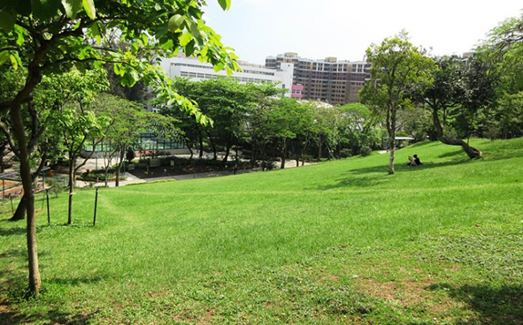 Southern Lawn area