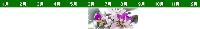 flower-time-list